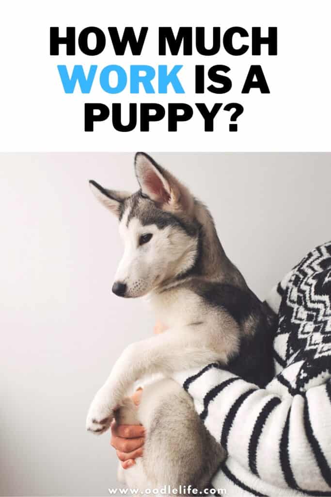 what do you need when you get a puppy