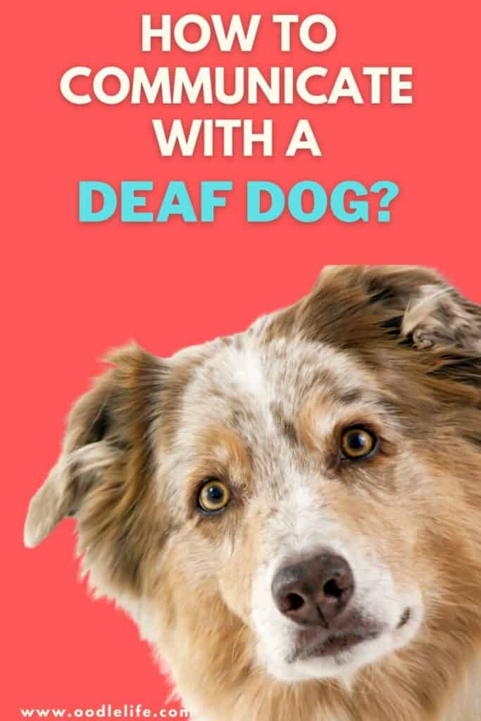 how to communicate with a deaf dog