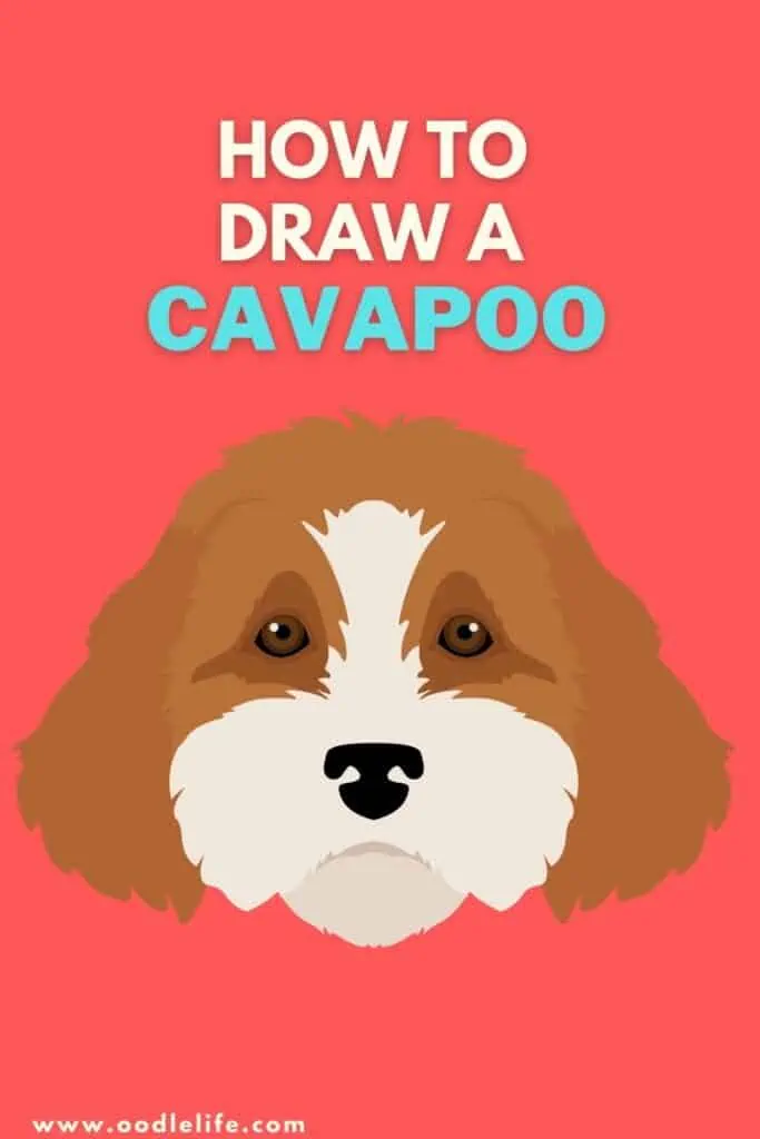 how to draw a cavapoo steps