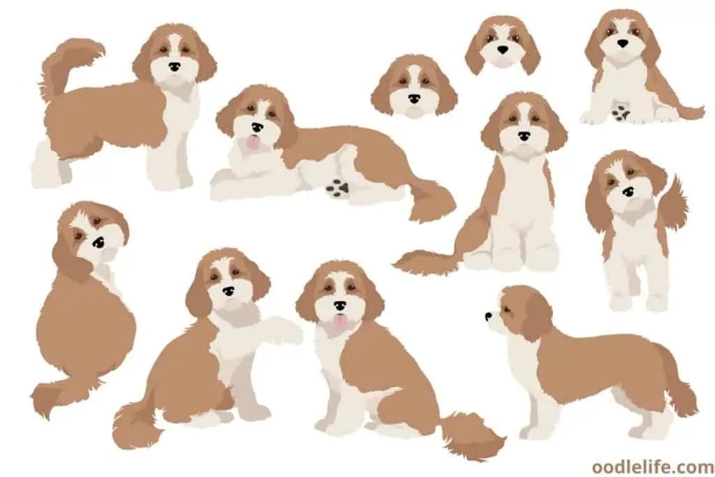 how to draw a cavapoo cartoon