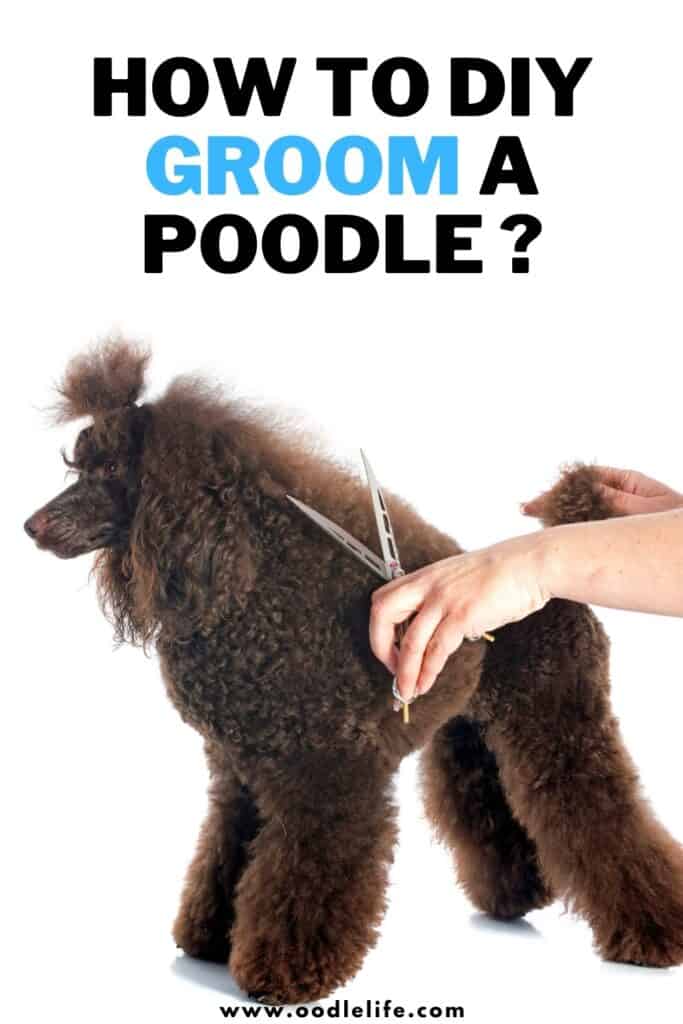 how to groom a poodle at home