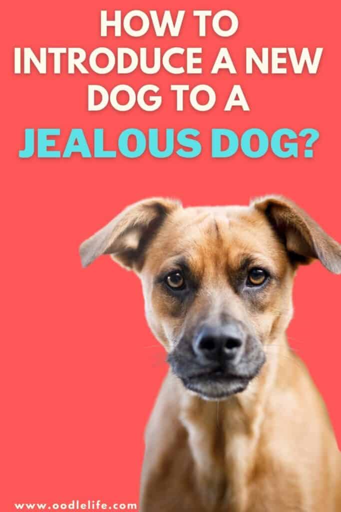 how to introduce a new dog to a jealous dog