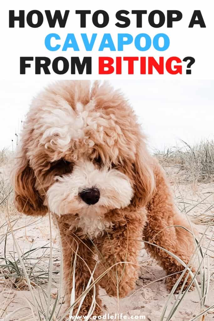 how to stop a cavapoo from biting