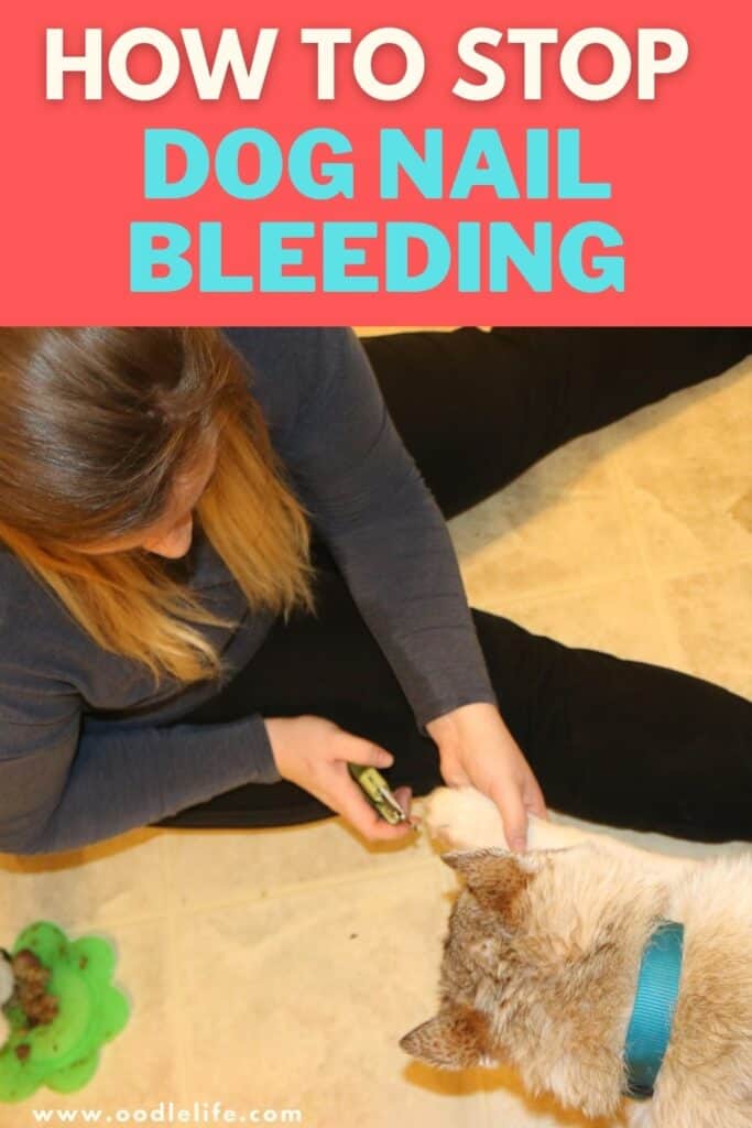 how to stop dog nail bleeding