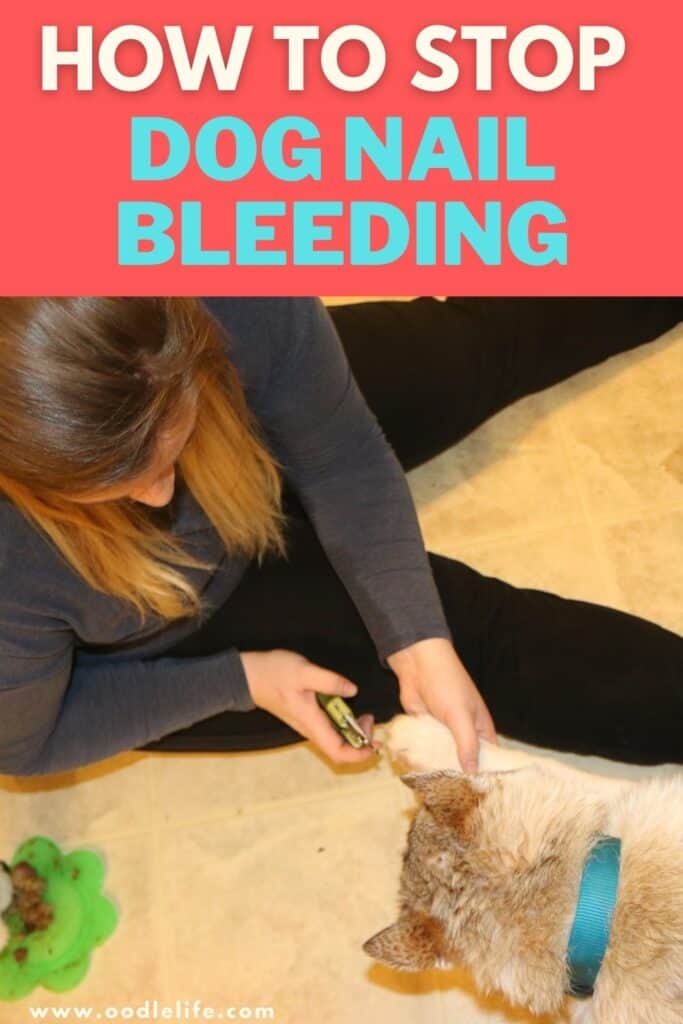 How To Stop Dog Nail Bleeding (Groomer Advice) - Oodle Life How To Stop Dog Nail Bleeding (Groomer Advice) - Oodle Life