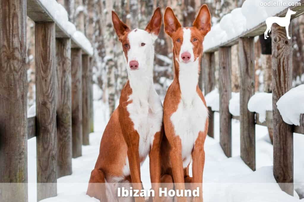 two ibizan hounds