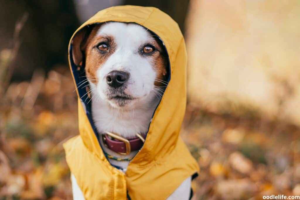 jack russell in a raincoat