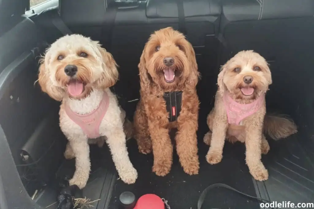 labradoodle friends