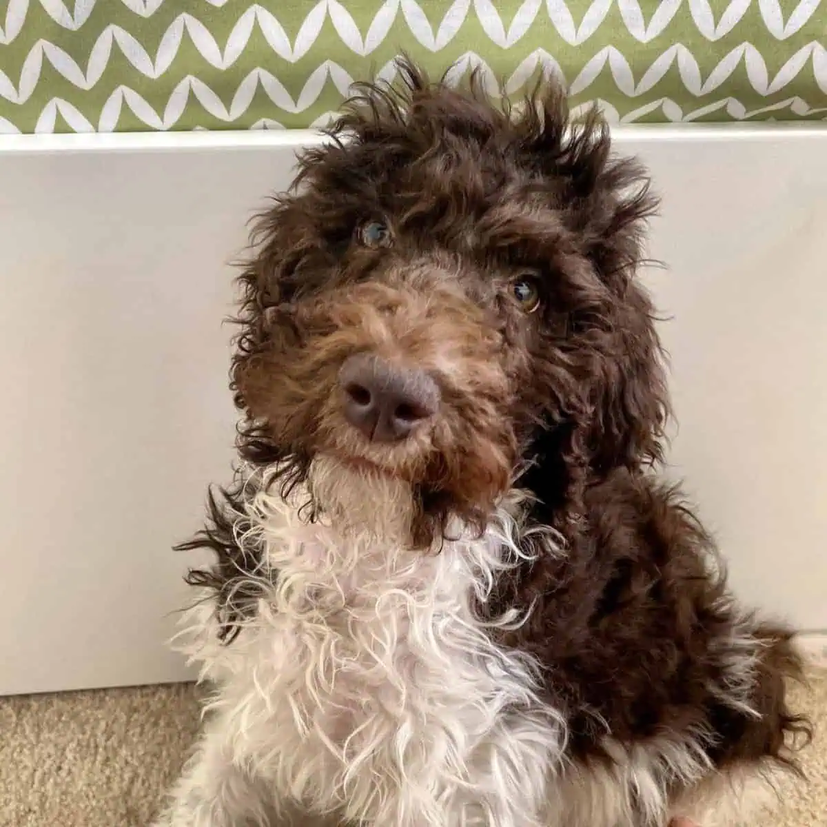 Labradoodle puppy needs brushing