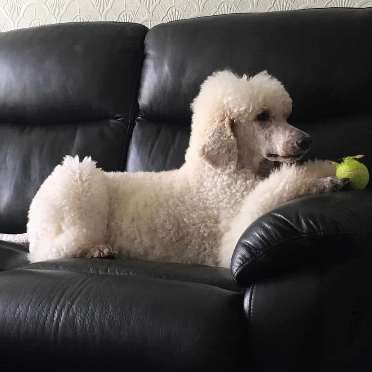 lonely Poodle sits quietly