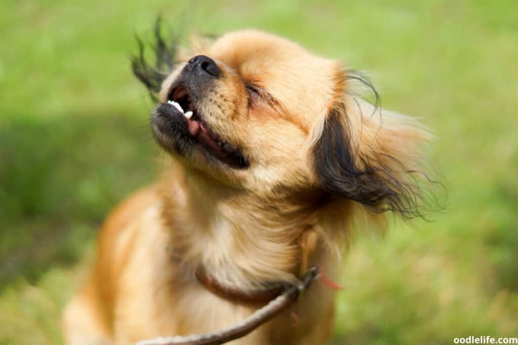 long haired chihuahua