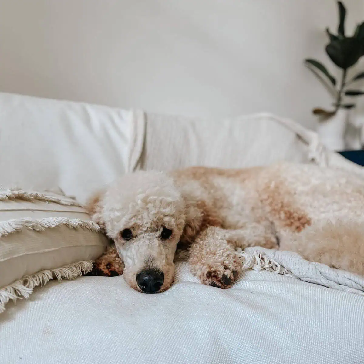 looking scared Poodle in a bed