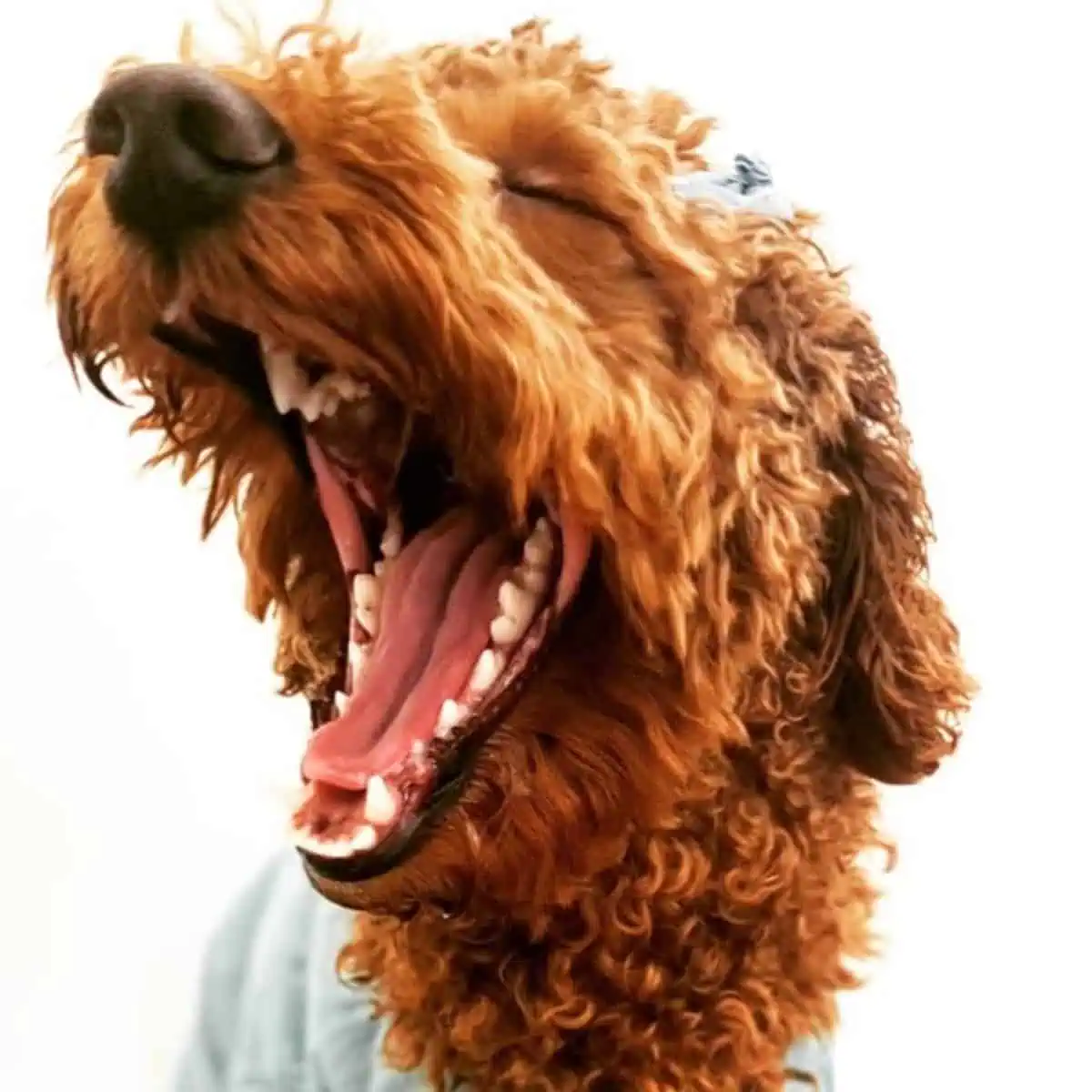 looks like a Poodle shouting