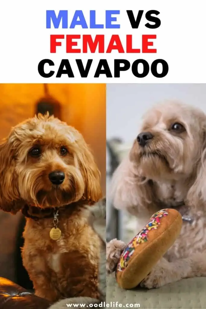 male vs female Cavapoo