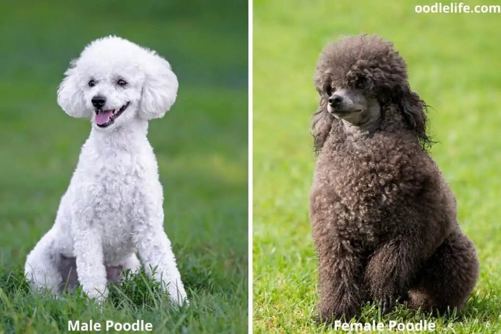 male vs female Poodle photo