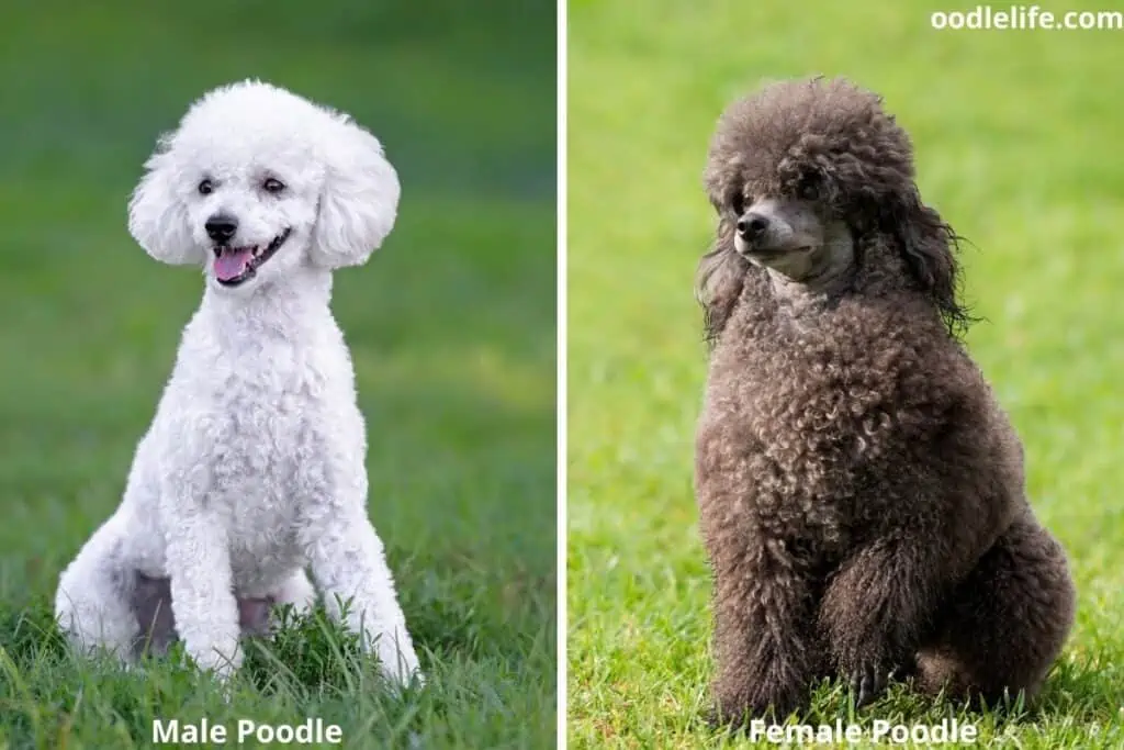 Poodle female sales