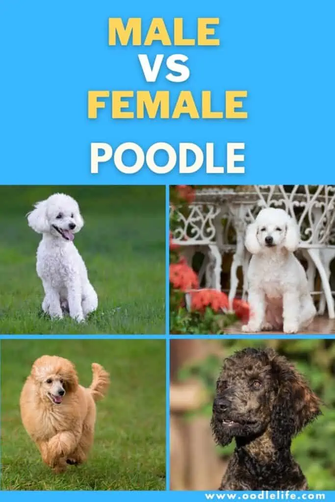 male vs female poodle