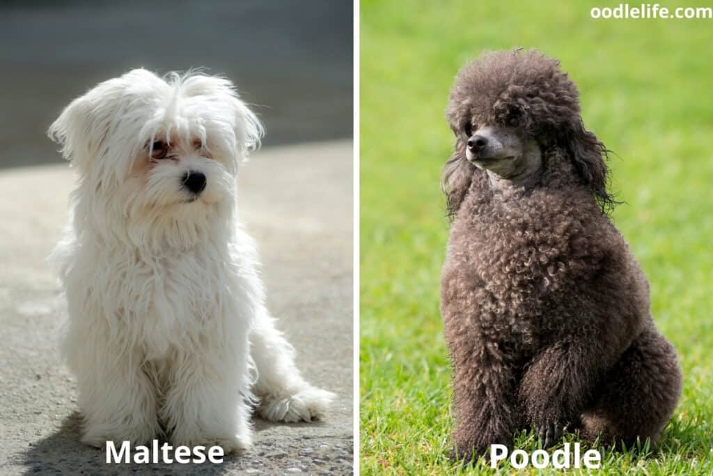 a maltese and poodle dog side by side