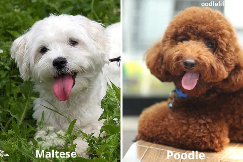 maltese and poodle puppy tongues out