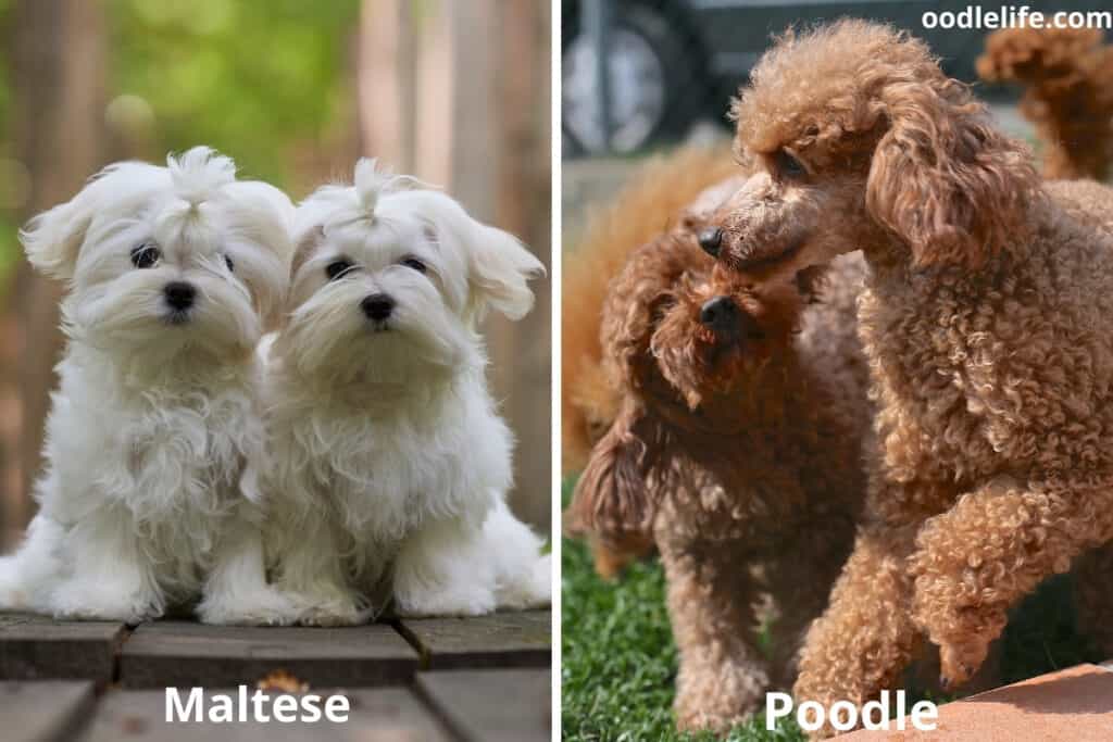 matlese and poodle temperament