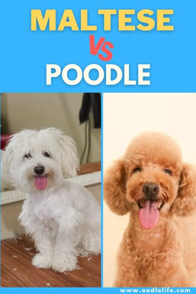 maltese vs poodle comparison