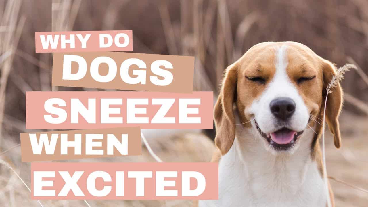 do dogs sneeze when they are happy