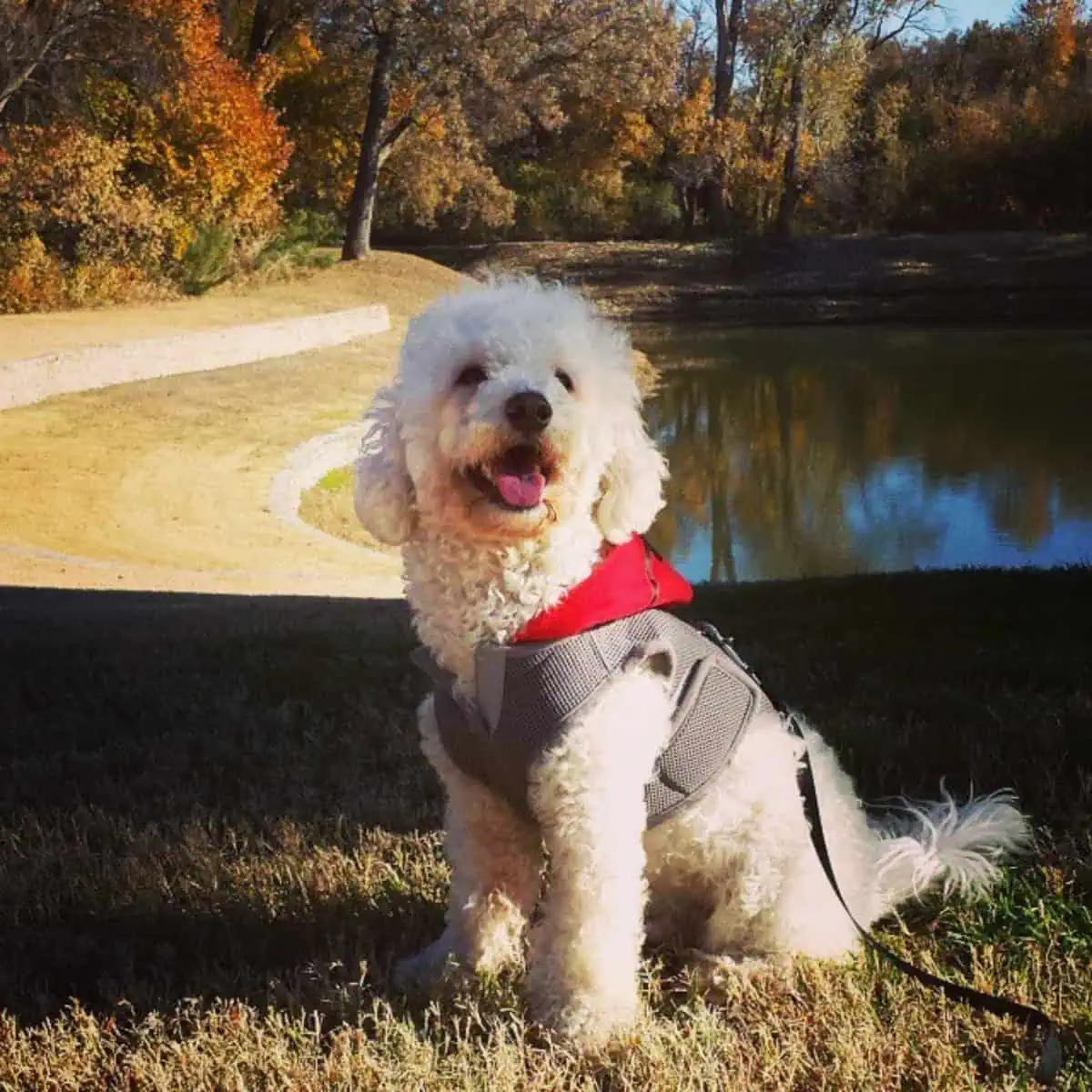 Mini Poodle look happy