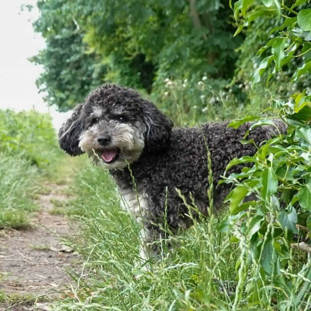 Mini Poodle playing hide and seek