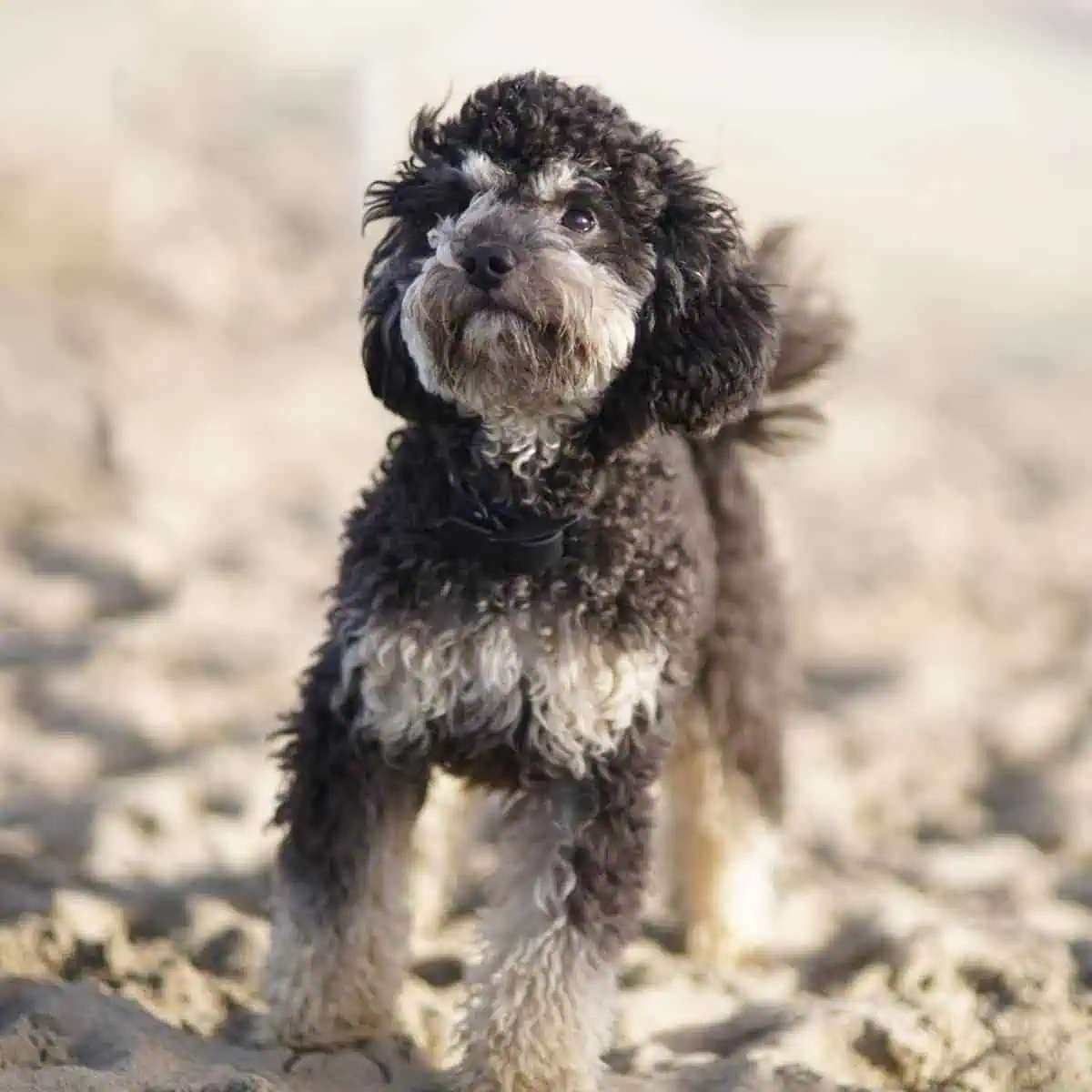 Mini Poodle walks on beach sand