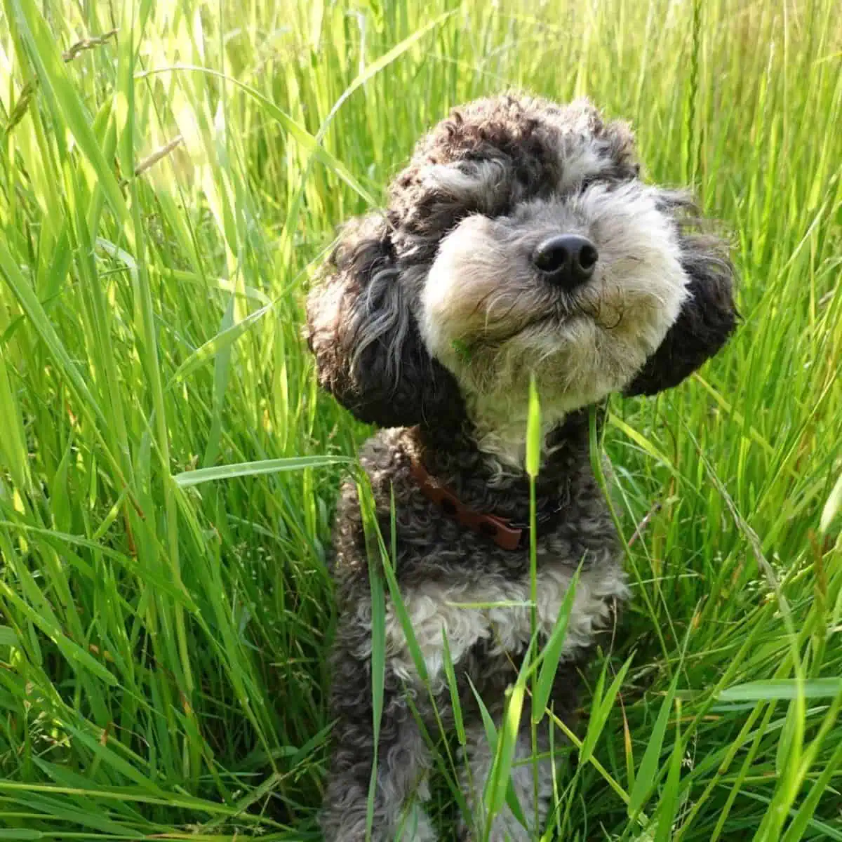 Miniature Poodle smelling around