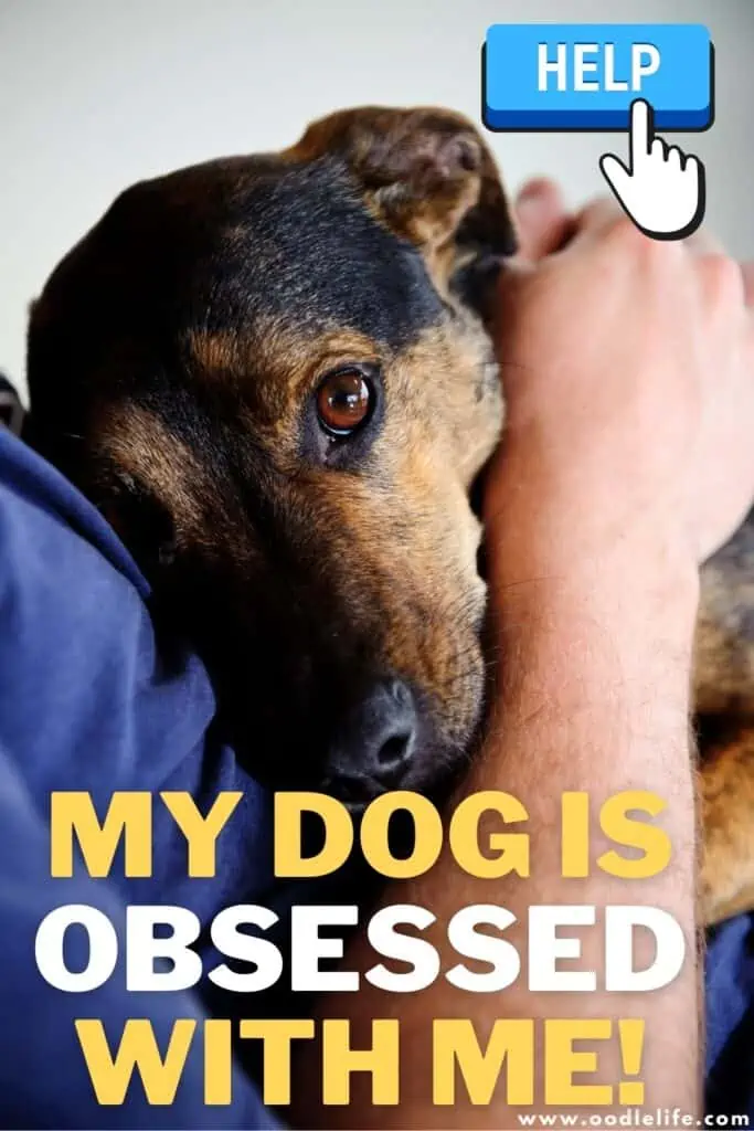 Dog obsessed hotsell with toy