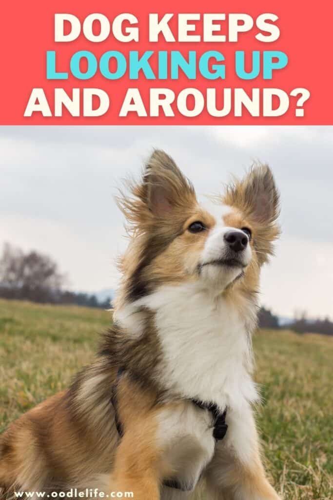 Why Does My Dog Keep Looking Up At The Ceiling