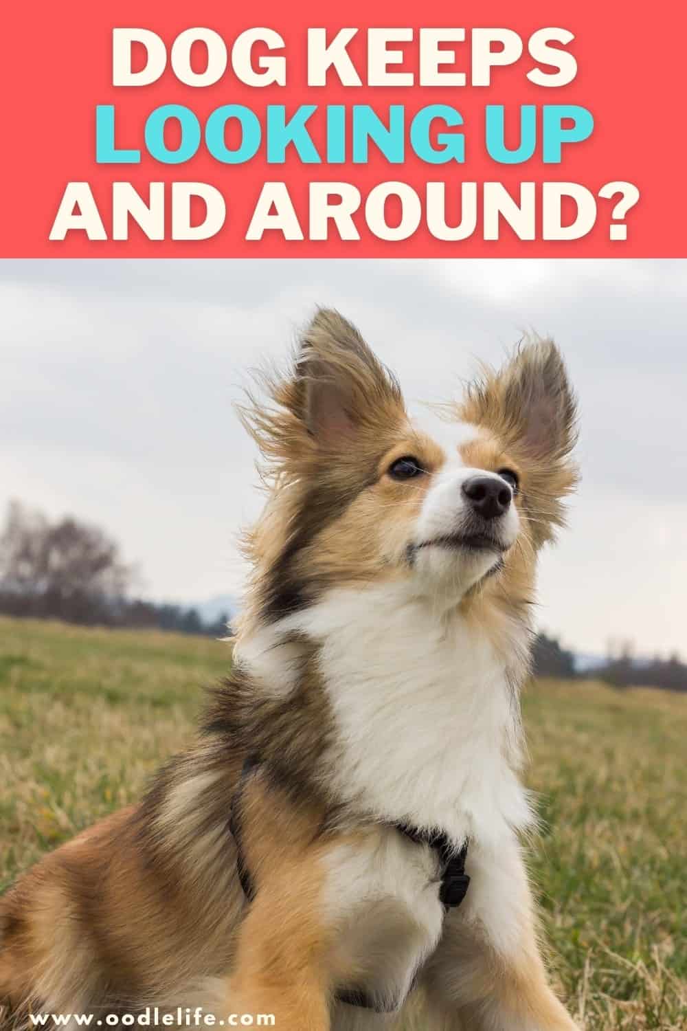 My Dog Keeps Looking Up And Around Oodle Life