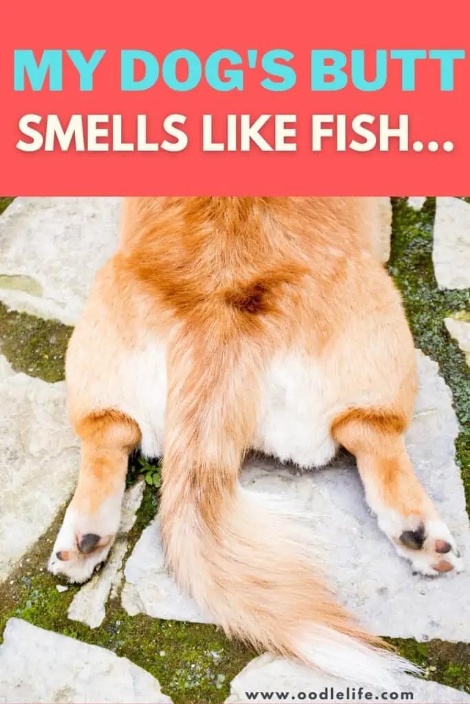 my dog's butt smells like fish