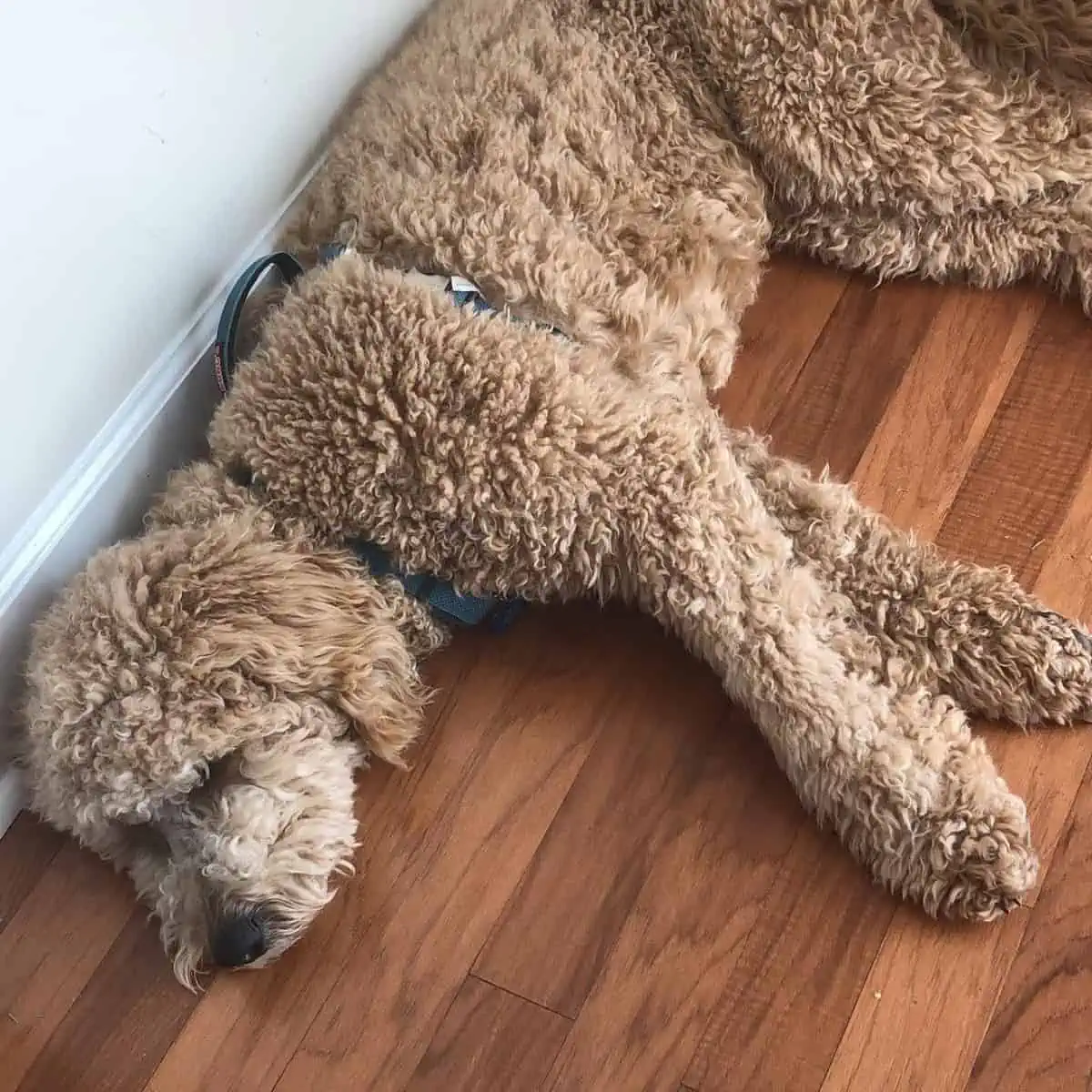 nap time for Goldendoodle
