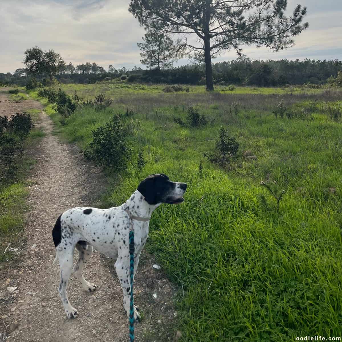 Nero part Dalmatian outdoors