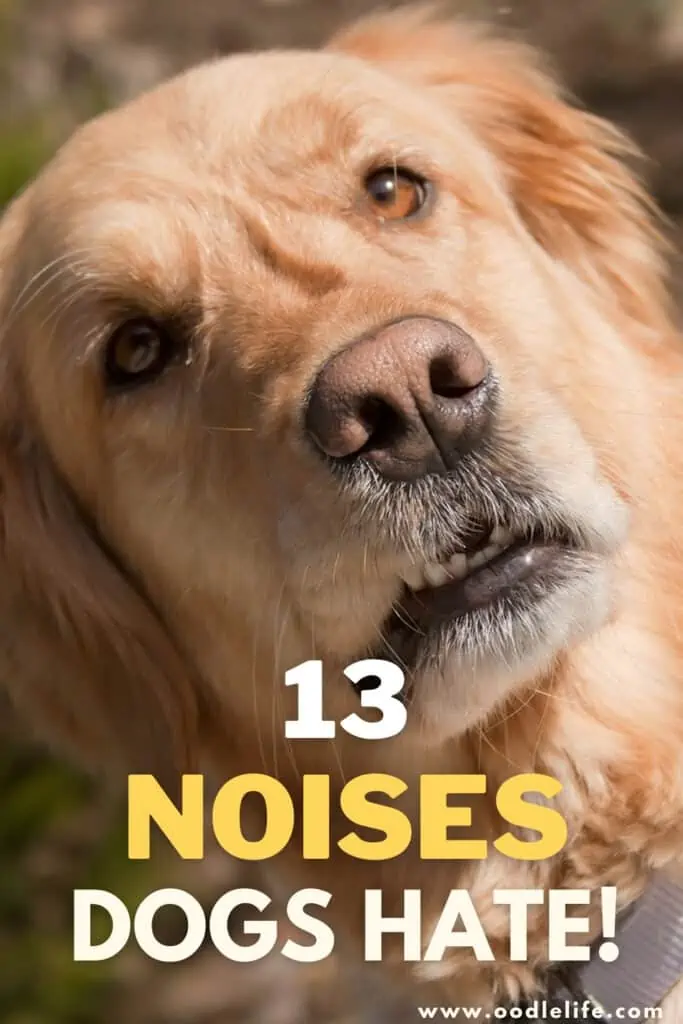 noises dogs hate