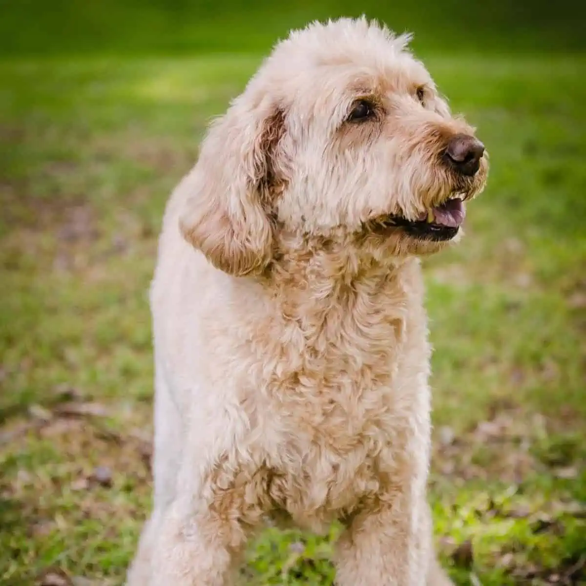 old Goldendoodle wants to play