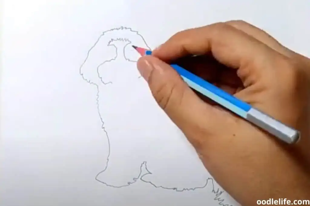 drawing cavapoo step