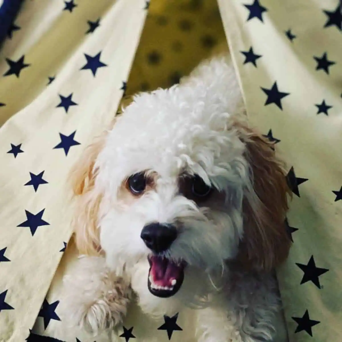 panting Cavapoo inside tent