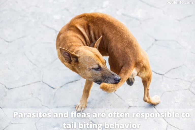 Why Is My Dog Biting His Tail?&nbsp;
