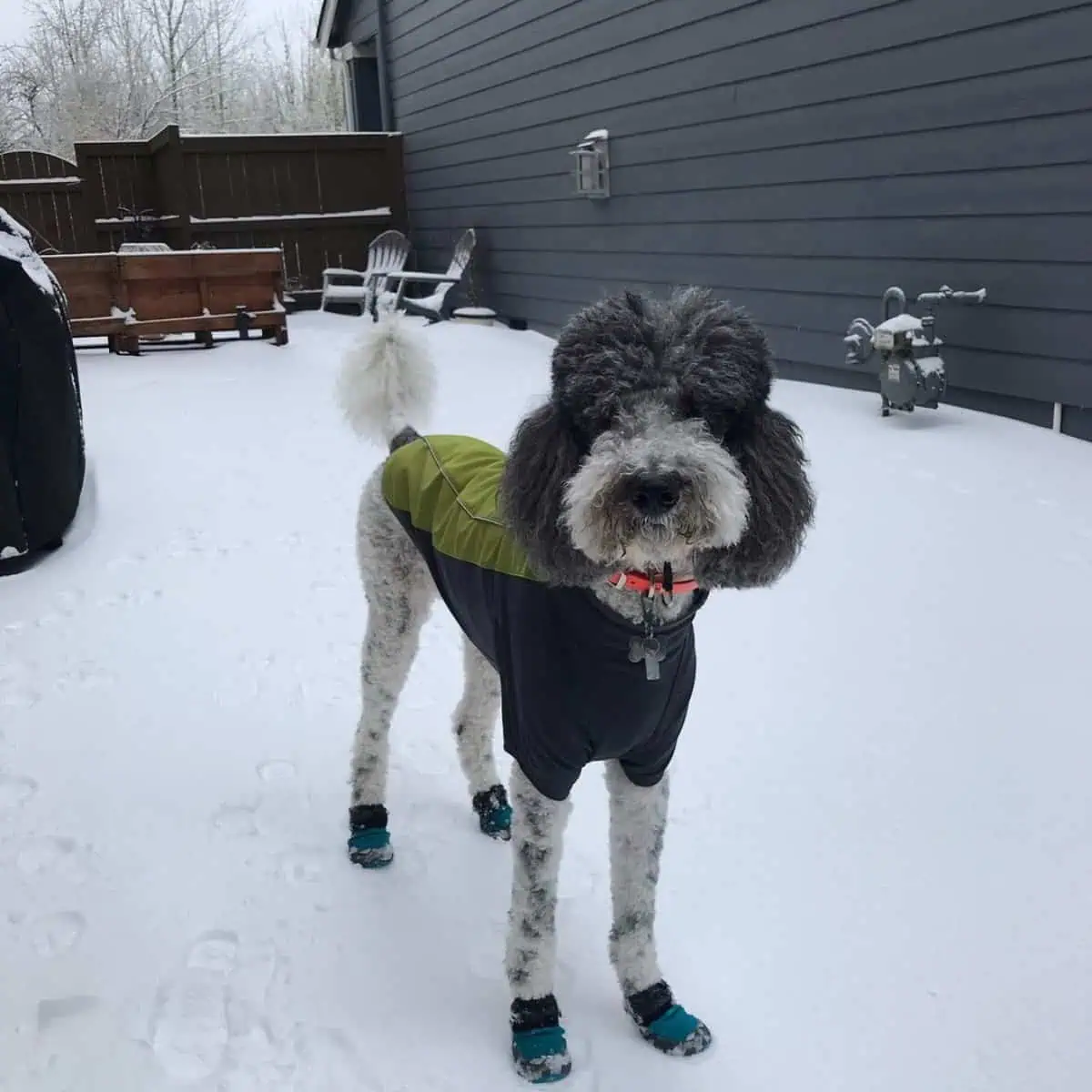 parti Poodle guarding property