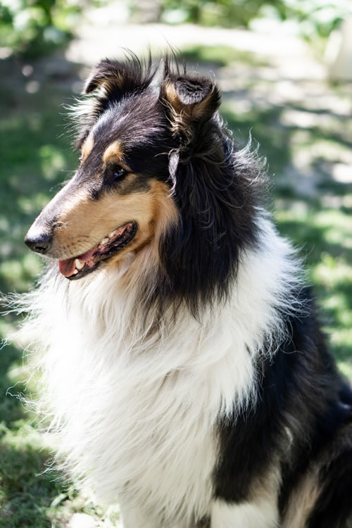 Cattle Dog Mix