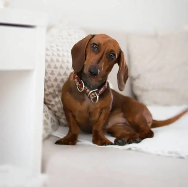 Dachshund on couch