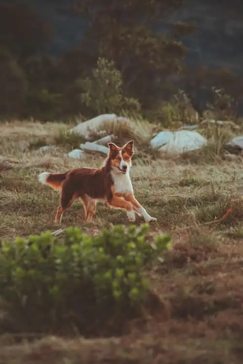 Basenji Mix