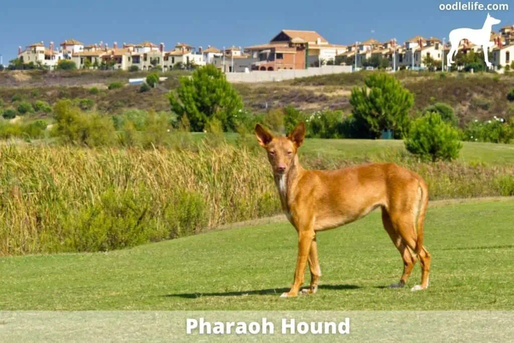 pharaoh hound