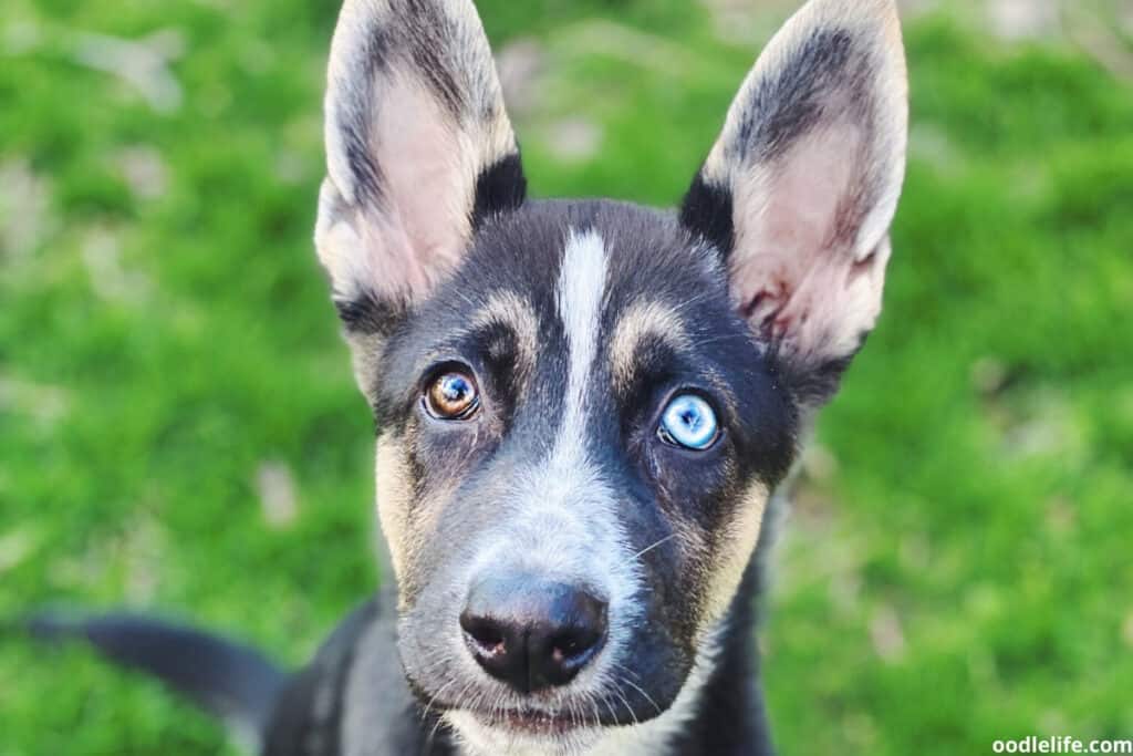 brown and blue eyed dog