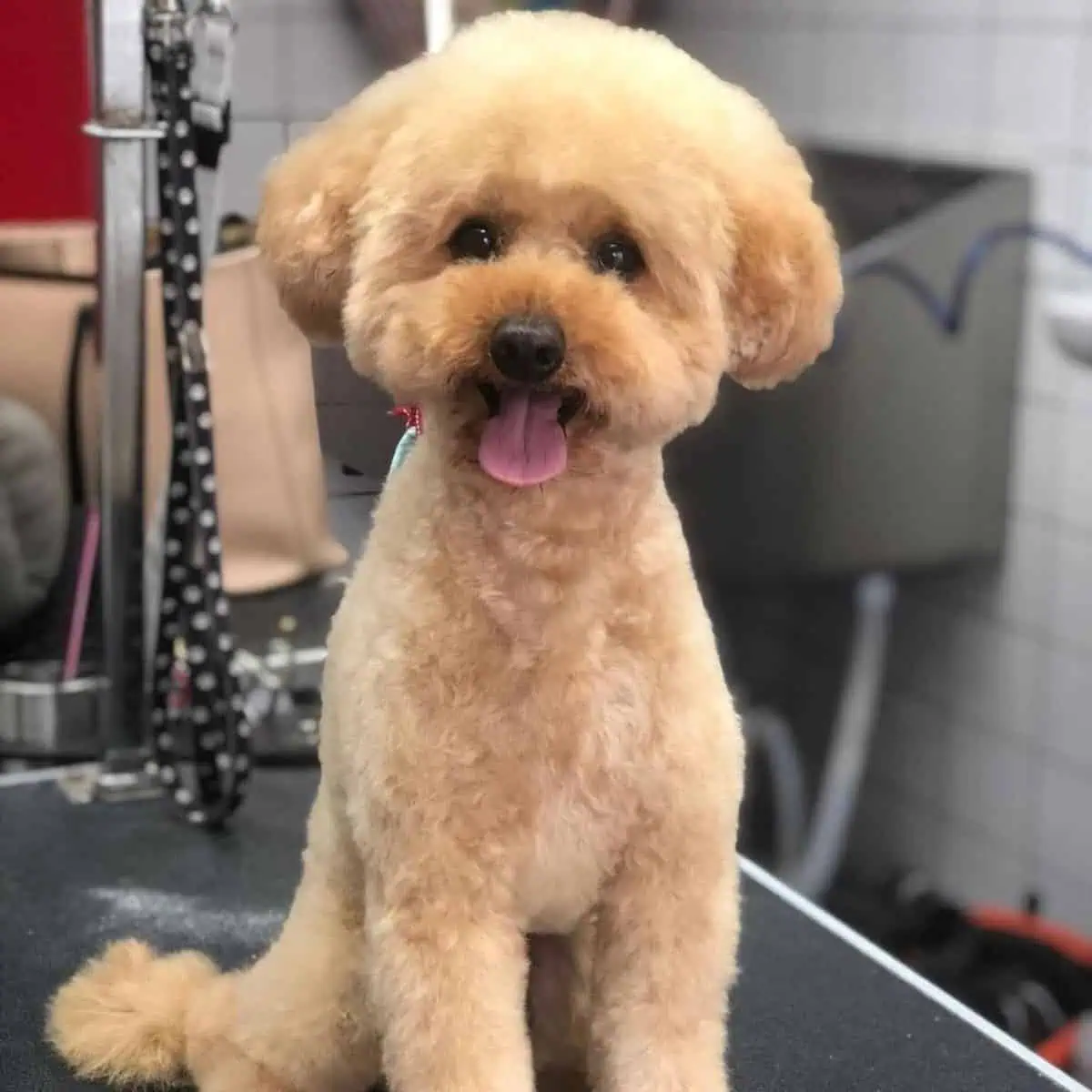 Poodle got his new haircut