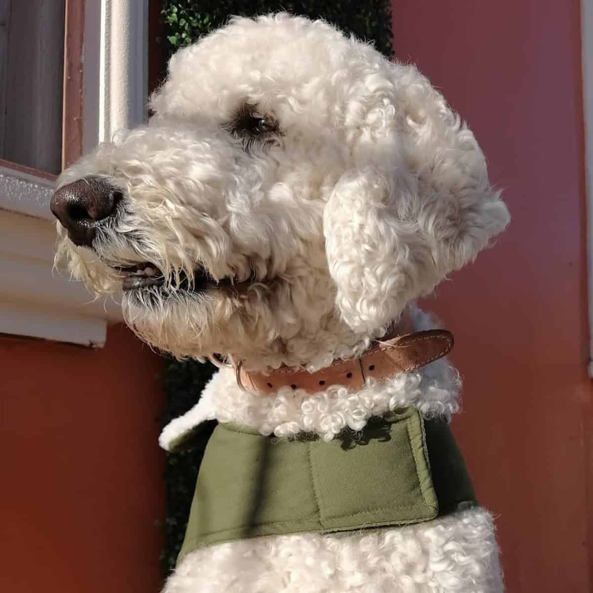 Poodle looks calm but anxious