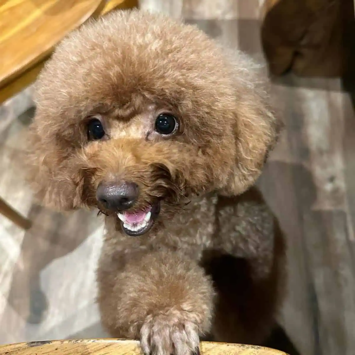 Poodle looks excited and happy